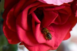 Bee in rose